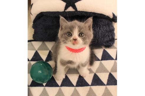 成約済の大阪府のブリティッシュショートヘア-6457の1枚目